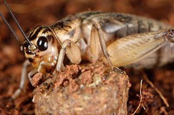 We perform a thorough inspection to determine the areas and extent of infestation.