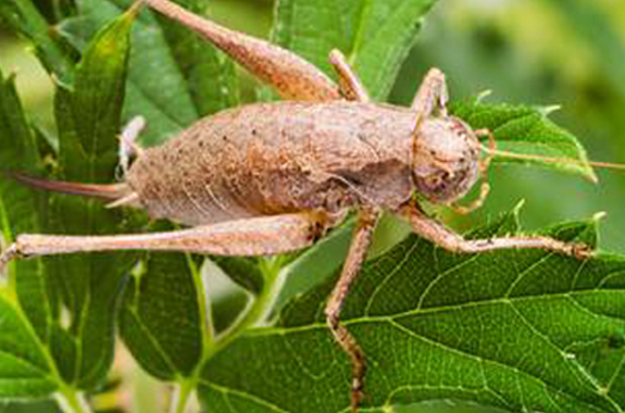 To effectively control these insects a consistent service is required.