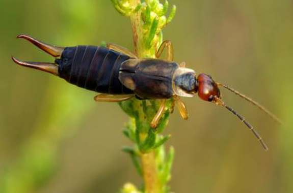 Earwigs are easily identified by their large cerci, the forcep-like pincers protruding from their back end.