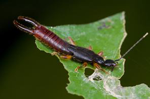Earwigs are omnivorous and look to hide in a moist, dark place.