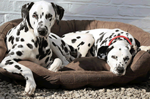 We locate, inspect, and treat for fleas.