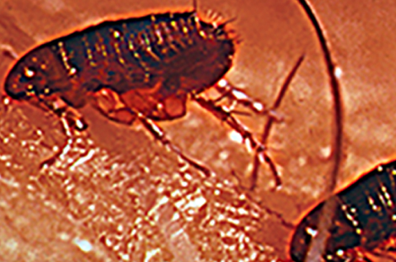There are more than 2,000 known species and subspecies of fleas.