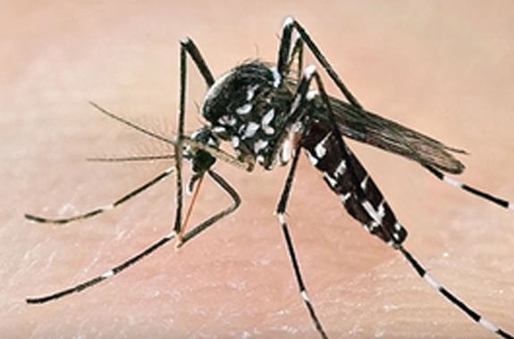 Don’t let mosquitoes ruin your outdoor event.