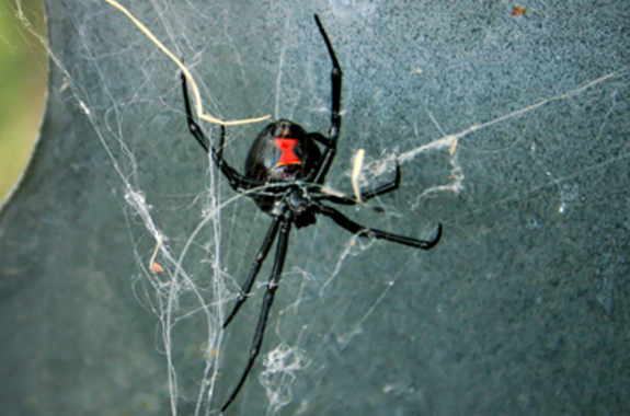 spiders san diego
