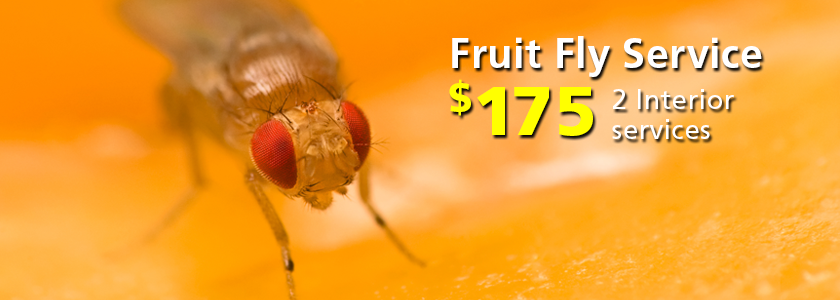 Corky's Fruit Fly Services