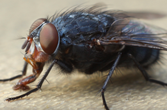 House flies can carry diseases and bacteria such as typhoid, cholera and dysentery, salmonella, anthrax and tuberculosis.