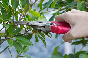 Ant Control Maintenance