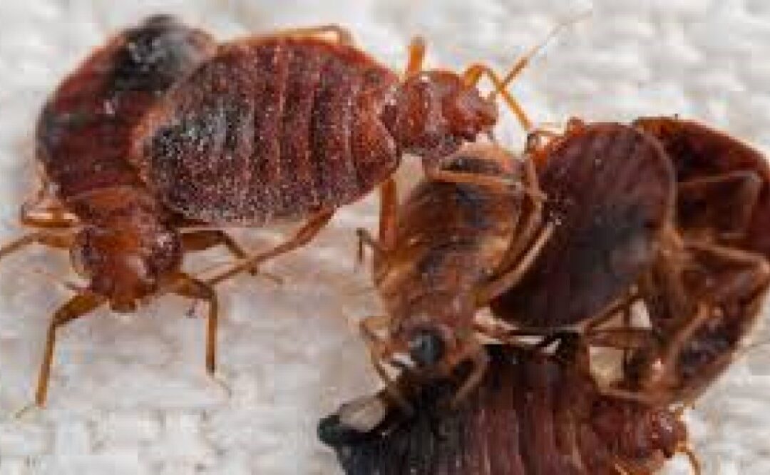 Bed Bugs Hitchhike Around the World