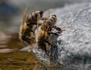 thirsty bees
