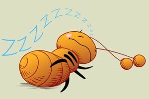 Ants Take Hundreds of “Power Naps”.