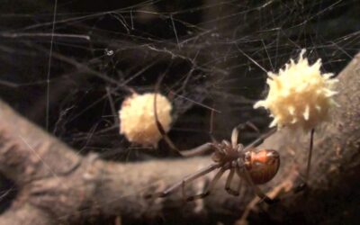 When It Comes to Widow Spiders, Brown Is the New Black.