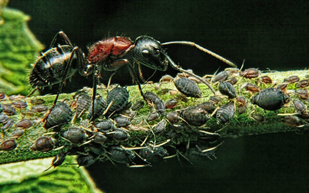 Ant Facts to Start the New Year!