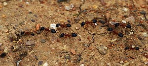 ants tandem running