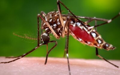 Mosquitoes are in the news again and the news isn’t good!