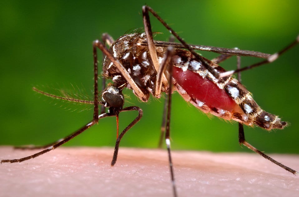 Mosquitoes are in the news again and the news isn’t good!