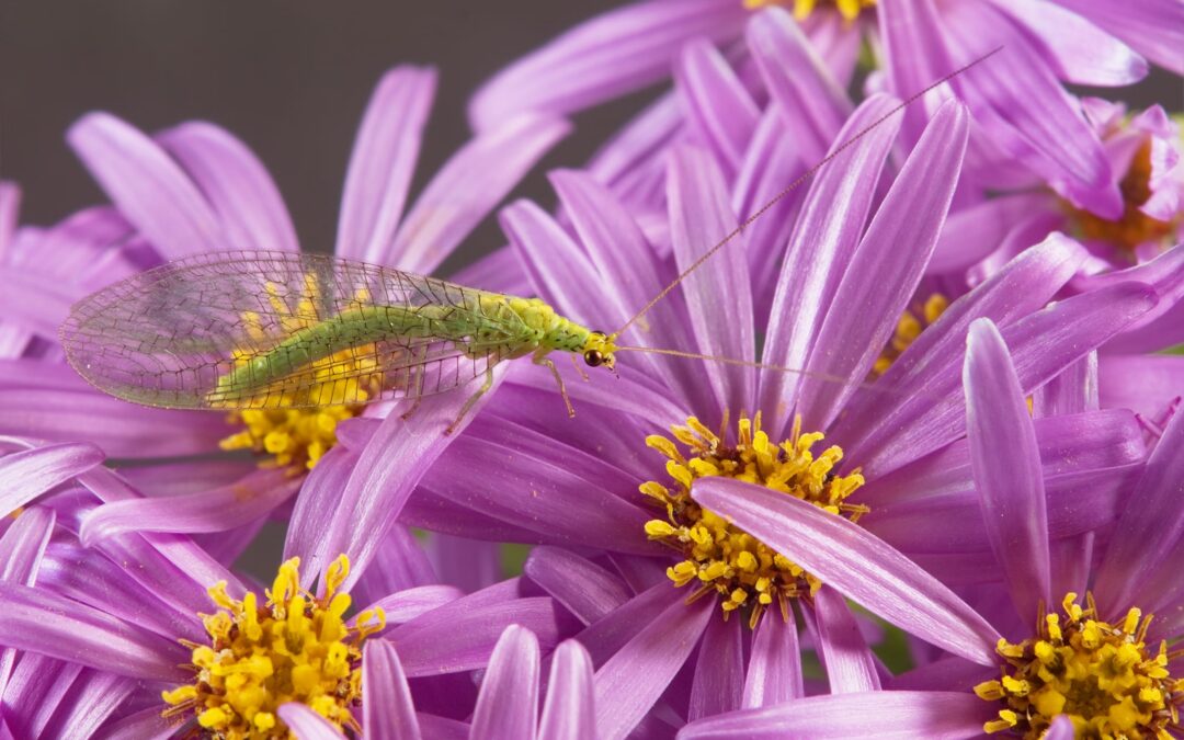 Beneficial Insects are on the Job! Beauty and Health will reign in your garden.