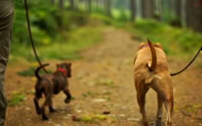 Spring Brings Longer Days, Beautiful Weather and Dangerous Hitch-Hikers!