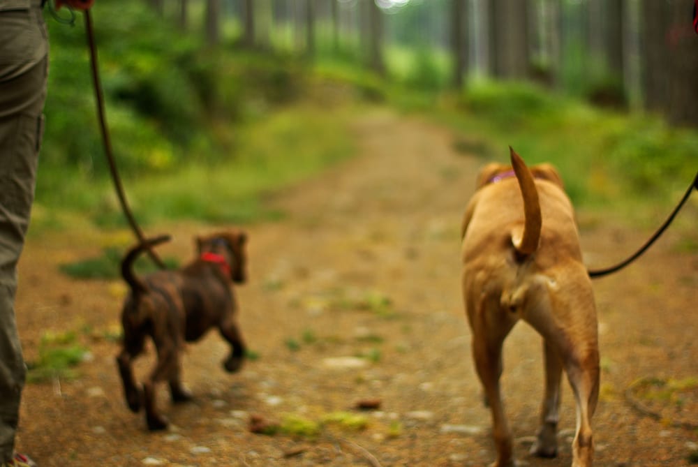 Spring Brings Longer Days, Beautiful Weather and Dangerous Hitch-Hikers!