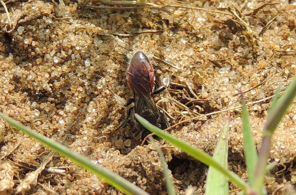 Cuckoo Bees  – Not the Mothering Kind