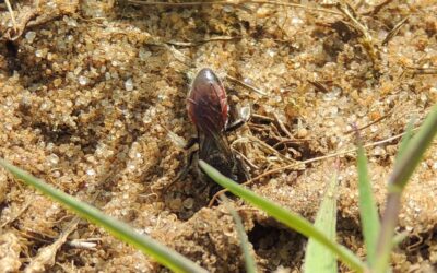 Cuckoo Bees  – Not the Mothering Kind