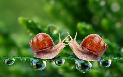 Snail Slime – Nature’s Anti-Ageing Miracle Potion, On Sale Now!