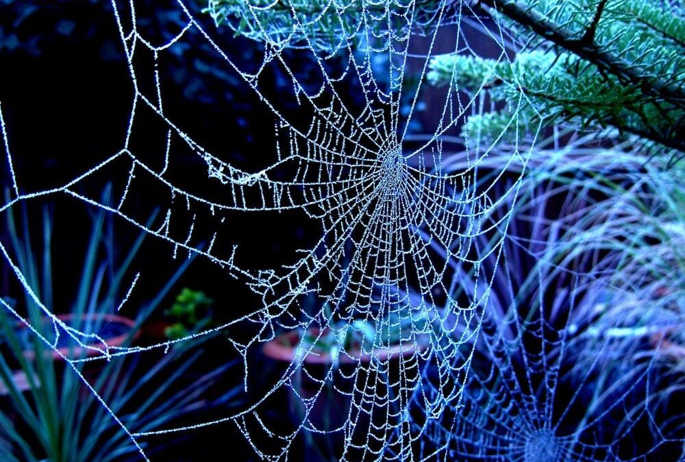 Spider Webs, Beautiful to Behold, Deadly of Purpose.