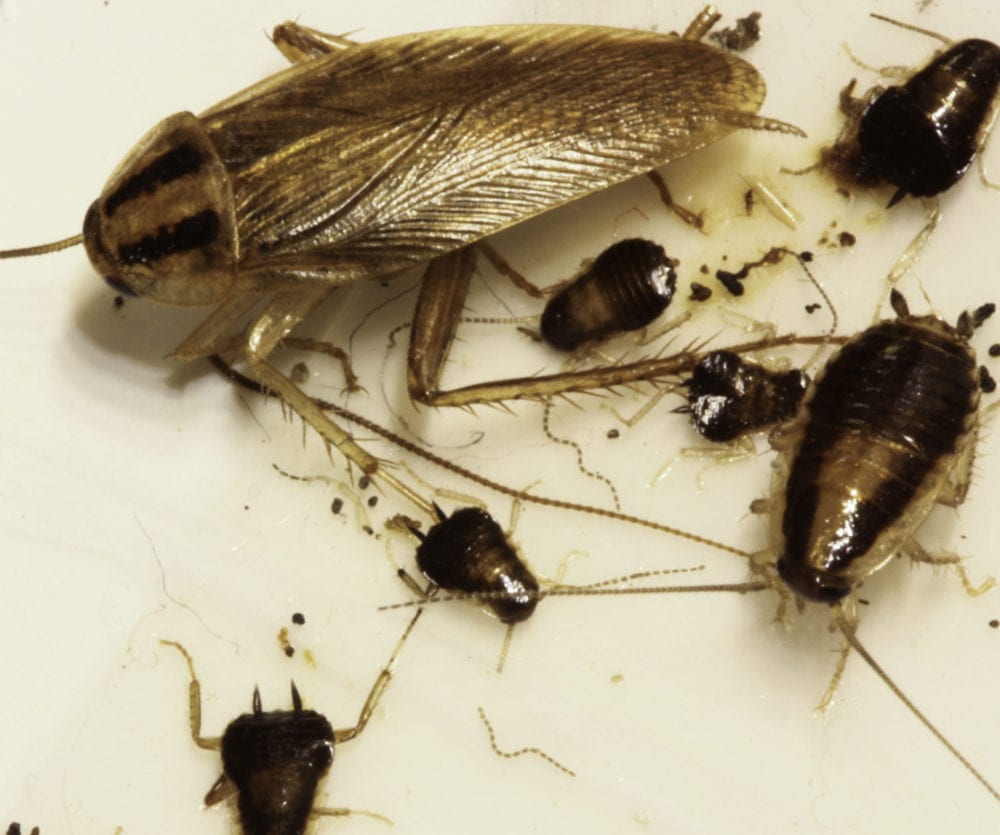 Rampaging Roaches Becoming Almost Impossible To Kill Corky S Pest