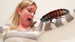 Afraid of Bugs? Insectophobia is the Mother of Invention