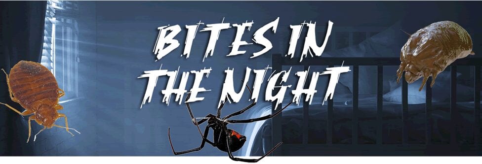 Bites in the Night