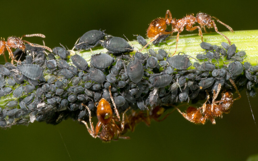 Ants – The Oldest Farmers on Earth!