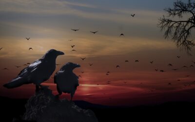 When Crows Gather, There’s “Murder” Afoot!