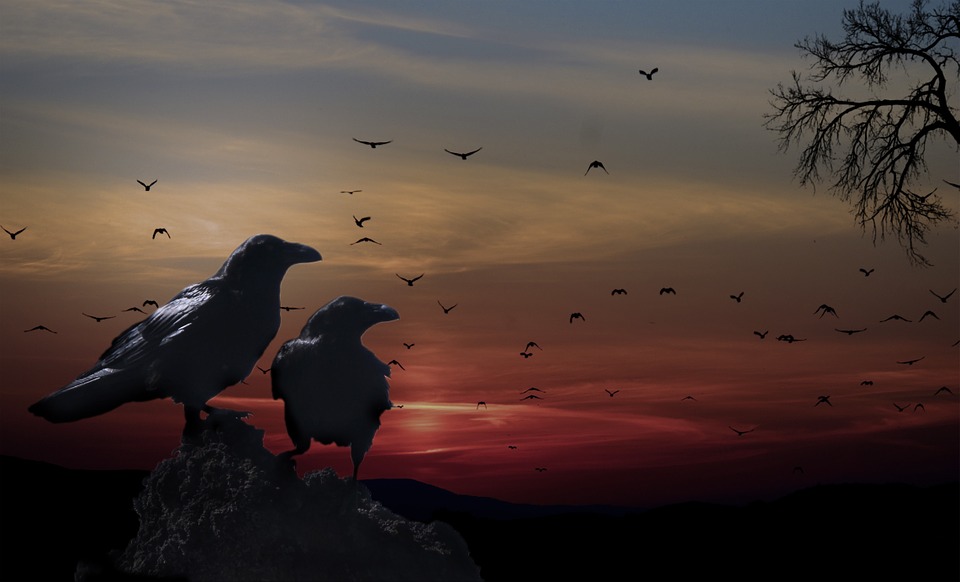 When Crows Gather, There’s “Murder” Afoot!