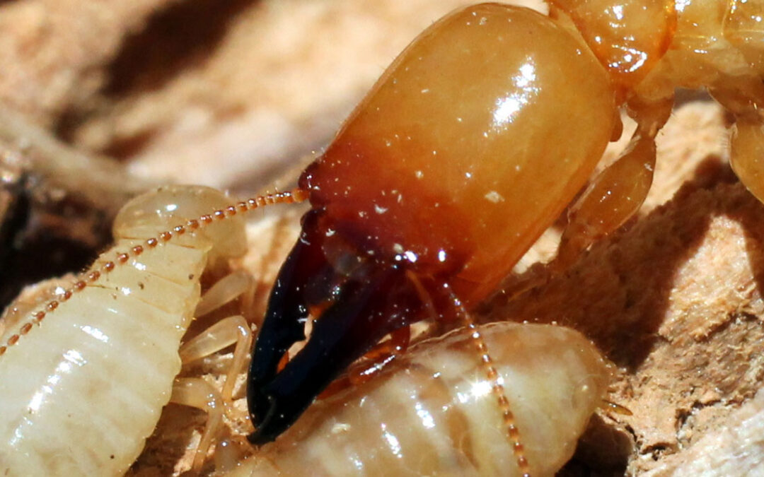 Termites: From Home Wreckers to “Gold Diggers”