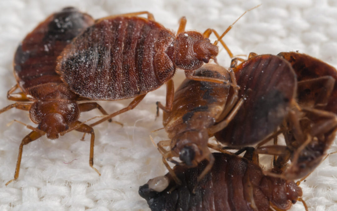 IN THE BEGINNING, THERE WERE “BED BUGS”