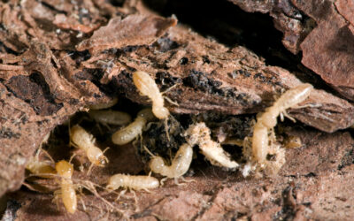 Termites are Cockroaches with a Fabulous Social Life.