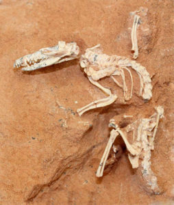 mammal-ancestor-skeleton