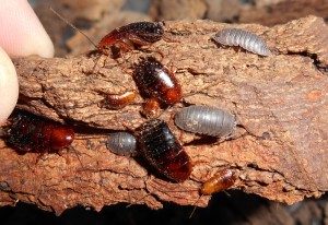 Wood roaches and sowbugs