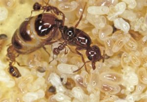 ant-queen-eggs-and-workers