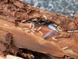 termites-eating-wood-and-swarmers