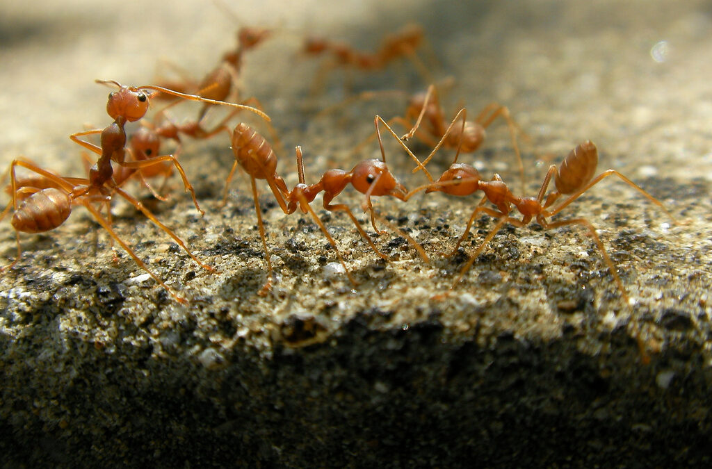 Ants: Look out World! Super-Colonies Defy the Laws of Evolution.