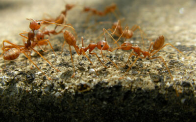 Ants: Look out World! Super-Colonies Defy the Laws of Evolution.