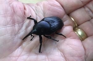 palm-weevil-in-hand