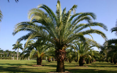 South American Palm Weevil,  The Darth Vader of Weevils Annihilating Palms As It Travels North