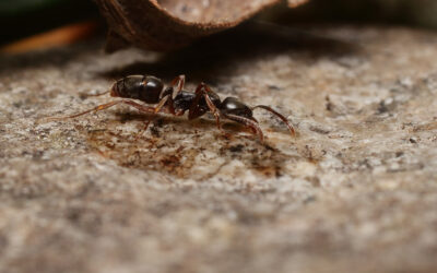 Asian Needle Ants vs Argentine Ants:  GAME ON!