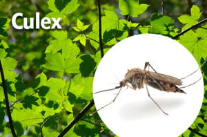 CULEX MOSQUITOES