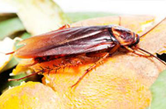 There are actually four main kinds of indoor cockroaches that are categorized as pests.