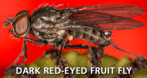 FRUIT FLY ID : Fruit Fly Identification : Identify Fruit Flies : Corky ...