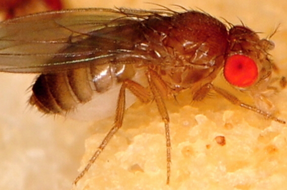 fruit-flies-4 - Corky's Pest Control Services & Termite Services in San ...