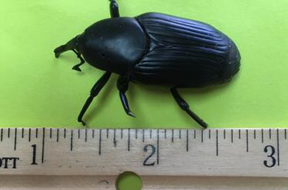 Native to Mexico and Central and South America, the South American palm weevil
