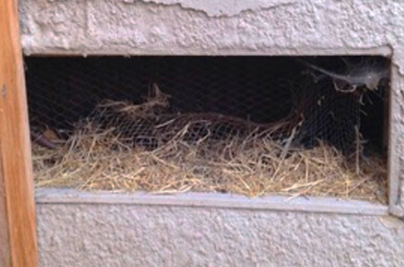 rats san diego